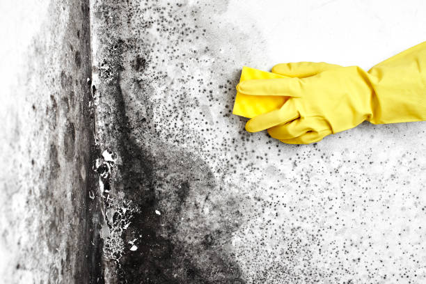 Best Mold Remediation Experts  in Blackwater, AZ