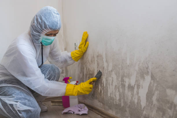 Best Mold Cleaning Services  in Blackwater, AZ