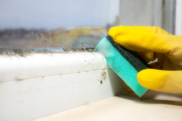 Mold Removal and Inspection in Blackwater, AZ