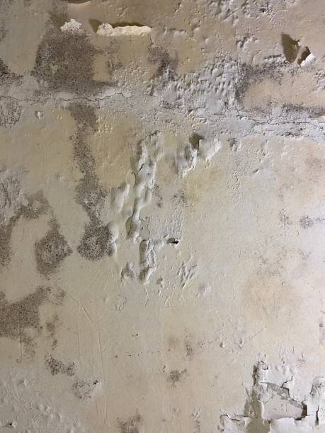  Blackwater, AZ Mold Removal Pros