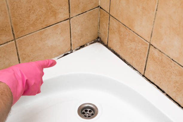 Best Mold Remediation  in Blackwater, AZ