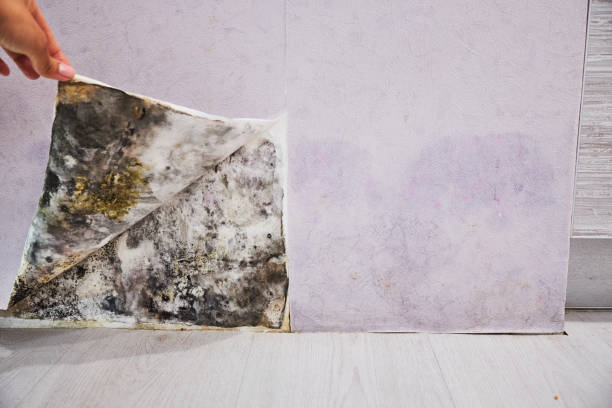 Best Mold Testing and Removal  in Blackwater, AZ